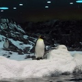 Penguin Loro Parque1